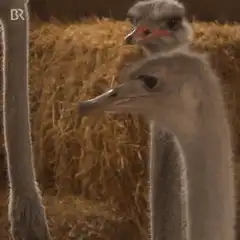 Ostriches looking around