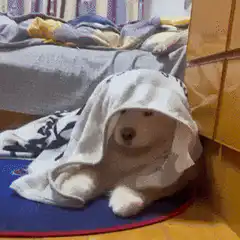 Dog hiding under towel