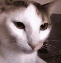 Color shifting cat face
