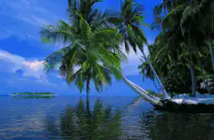 tropical beach with palm trees