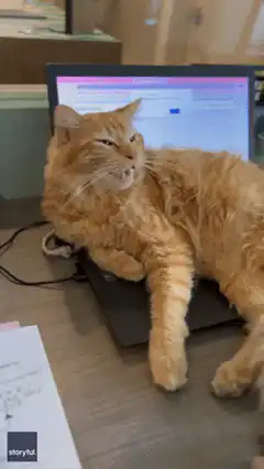 Orange cat yawning on laptop