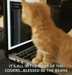 Coding cat looking at laptop screen