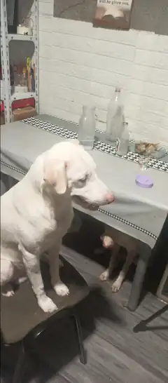 white dog sitting on chair under table