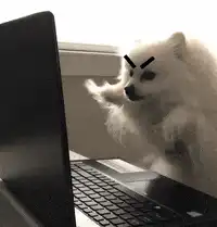angry dog typing on laptop