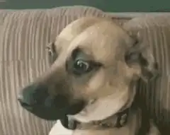 Dog with wide eyes and tongue out