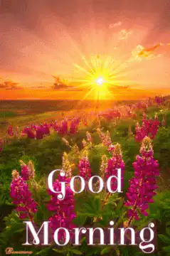 Good Morning Sunrise Field