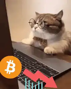 Cat watching bitcoin crash