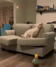 Bull Terrier plays with blanket on couch
