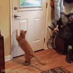 Cat opens door for dog