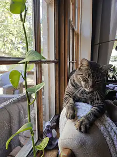 tabby cat resting by window