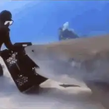 Diver gets rotated by shark
