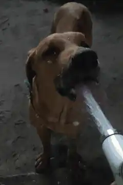 dog drinking from hose