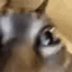 blurry cat face zooming in