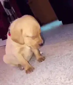 Sleepy puppy falls asleep and wakes up