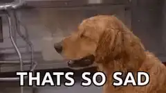 Golden Retriever Crying With Tissue