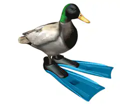 Duck wearing blue swim fins