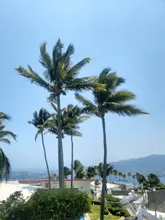 palm trees swaying in the wind