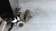 raccoon steals cat food and runs