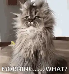 Fluffy cat morning what