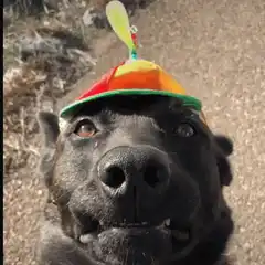 Dog with spinning propeller hat
