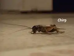 Cricket chirping on the floor