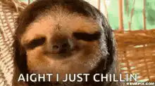 Sloth chilling in hammock