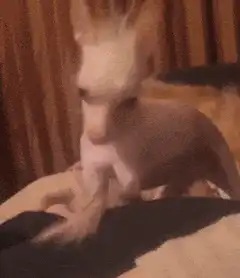 tiny dog pawing at hand