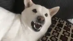 White dog baring teeth