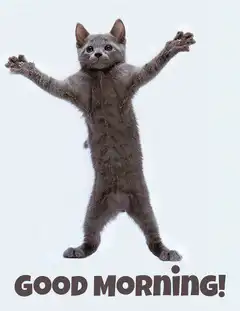 Good Morning Cat