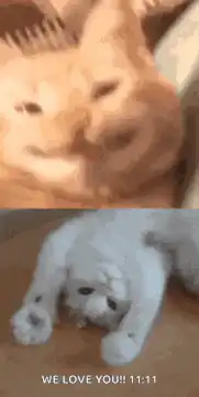 Orange cat smiling and white cat lying down