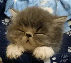 Sleepy fluffy kitten yawning