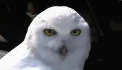White owl head tilt
