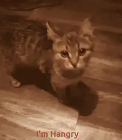 Angry cat with angry symbol