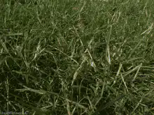 If True grass camera pan