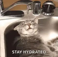 Cat drinking from faucet stay hydrated