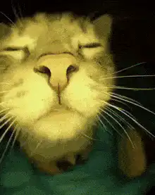 Color shifting cat face
