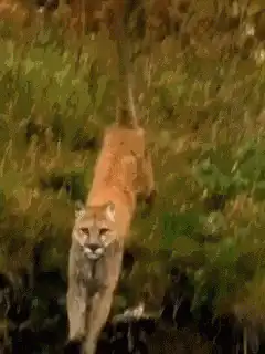 Cougar running through water
