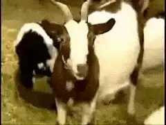Goat chewing with baby goat