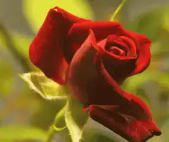 Red rose blooming time-lapse