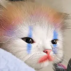 Crying cat with rainbow hair