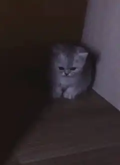 Sad grey kitten sitting in corner