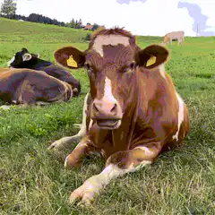 Cow chewing cud in field