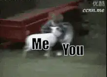Me vs You dog and kid fight