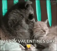 Raccoon cuddling cat happy valentines day