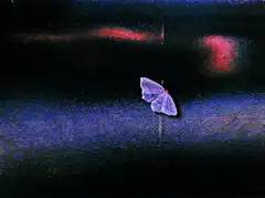 Glowing purple moth on dark background