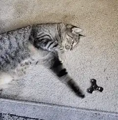 Cat playing with fidget spinner