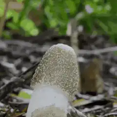 Time-lapse of a mushroom growing