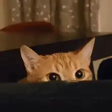 Orange cat peeking over edge