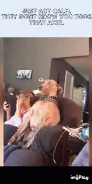 Dog with popsicle on head