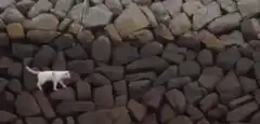 Cat on rocks turns to reveal a crowd of cats